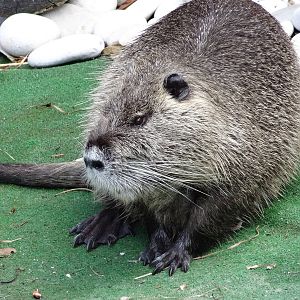 Coypu