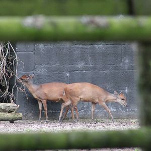 Natal red duiker