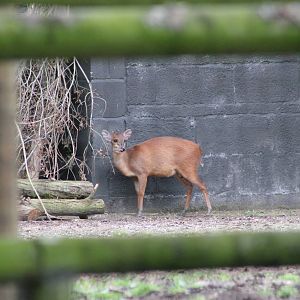 Natal red duiker