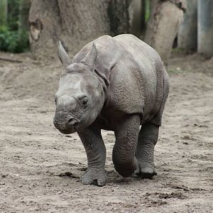 Indian rhino calf
