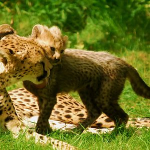 CHEETAH AND CUB