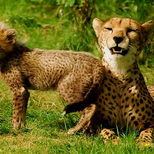 CHEETAH AND CUB