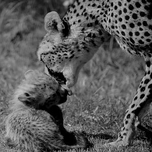 CHEETAH AND CUB