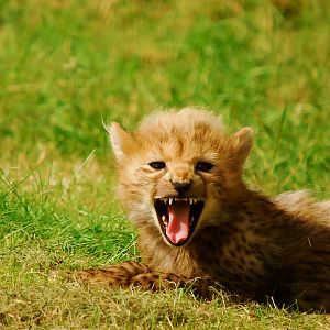 CHEETAH CUB
