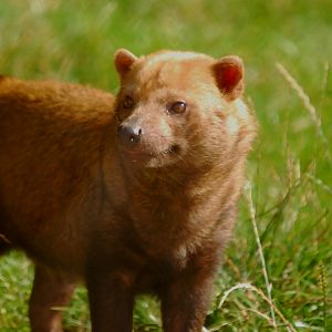 BUSH DOG