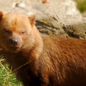 BUSH DOG