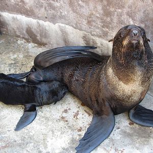 Northern fur seal female feeding her cub