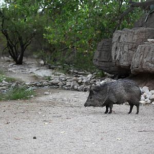 fantastic javelina exhibit