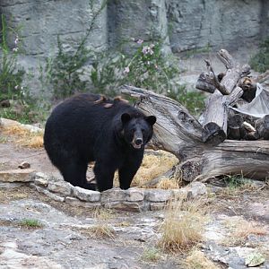 american black bear