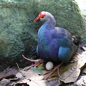 Purple Swamphen with Egg