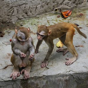 Guess which hand it's in?