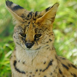 SERVAL
