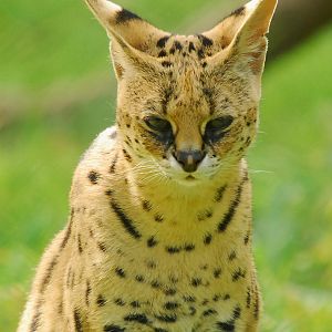 SERVAL