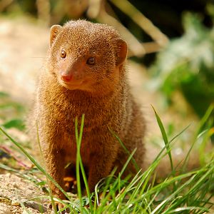 DWARF MONGOOSE