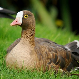 LESSER WHITE FRONTED GOOSE