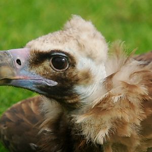EURASIAN BLACK VULTURE