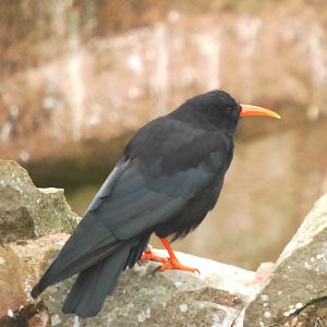 CHOUGH