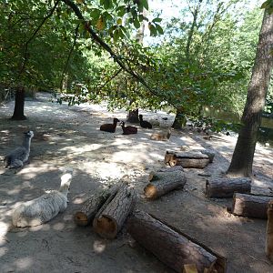 Llama Exhibit - 9/7/2013