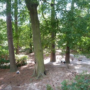 Cavy Exhibit - 9/7/2013