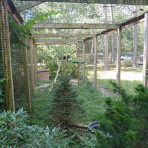 Bald Eagle Exhibit - 9/7/2013
