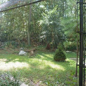 Red Wolf Exhibit - 9/7/2013