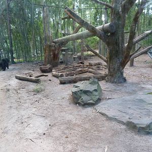 Andean Bear Exhibit - 9/7/13