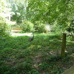Sandhill Crane Exhibit - 9/7/13