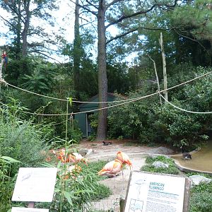 Flamingo/Macaw Exhibit - 9/7/13