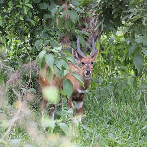 Bushbuck male