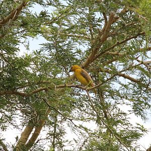 Golden Weaver