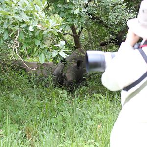 Orangeperson looks at White Rhinos