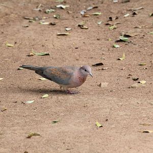 Laughing Dove