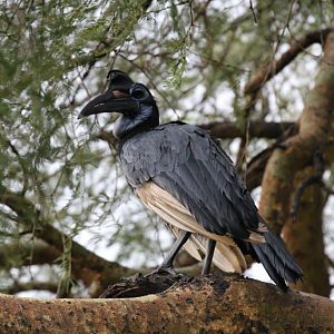 Abyssinian Ground Hornbill female