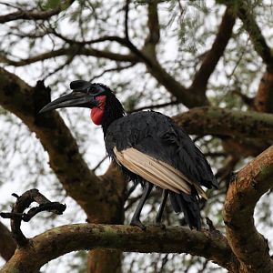 Abyssinian Ground Hornbill male