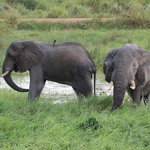 Elephants
