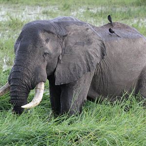 Elephant with Piapiacs