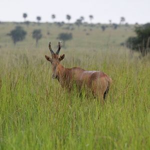 Lelwel Hartebeest