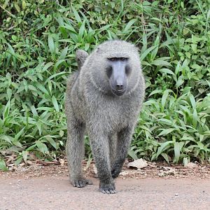 Olive Baboon