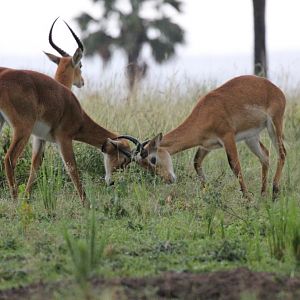 Ugandan Kob, young males sparring