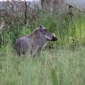 Warthog