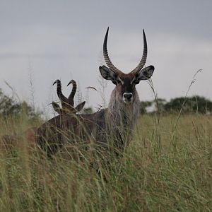 Waterbuck male