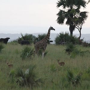 Wildlife scene - Giraffe, Buffalo, Oribi