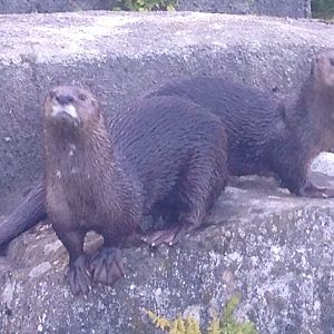 Spot-necked otter