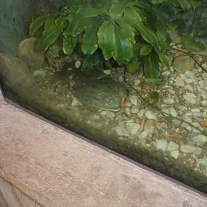 African Pavilion - African Bullfrog