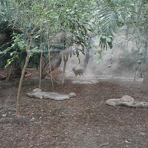 African Pavilion - Dik-Dik