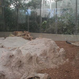 African Pavilion - Meerkat Exhibit