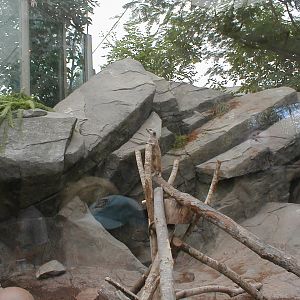 African Pavilion - Meerkat Exhibit
