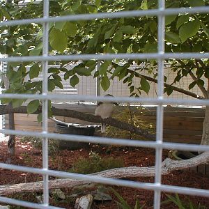 (Now Closed) Austrailian Walkabout - Kookaburra