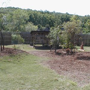 (Now Closed) Austrailian Walkabout - Red Kangaroo