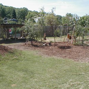 (Now Closed) Austrailian Walkabout - Red Kangaroo